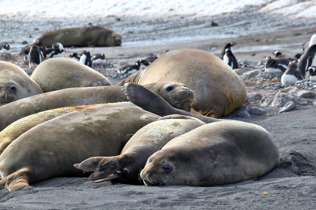 Southern Elephant Seals, Barrientos Island.