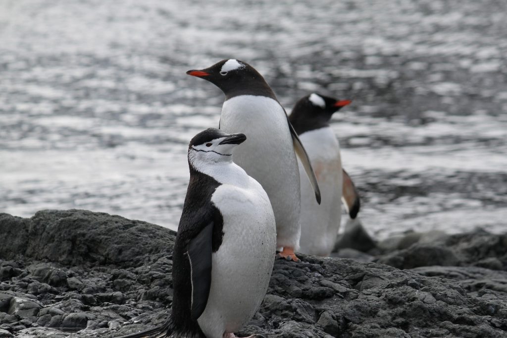 Chinstrap and Gentoo penguins, Barrientos Island.