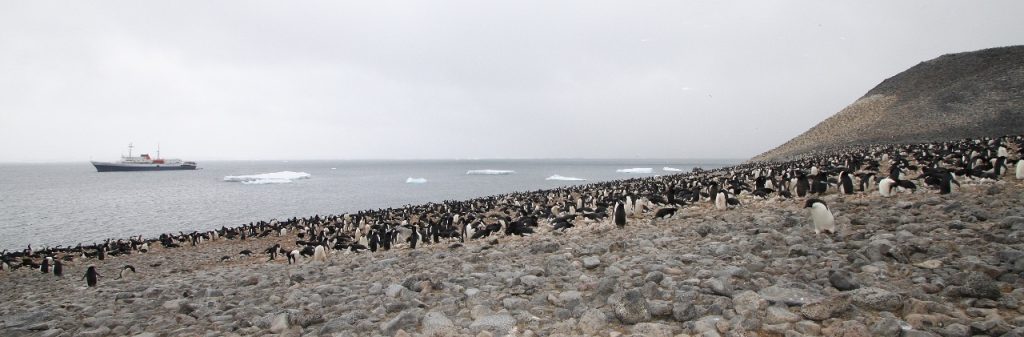 Adelie penguin colony, Paulet Island.